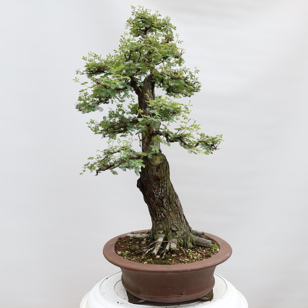 Indoor Bonsai - Acacia Arabica