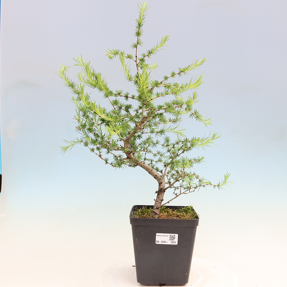 Outdoor bonsai -Larix decidua - Larch