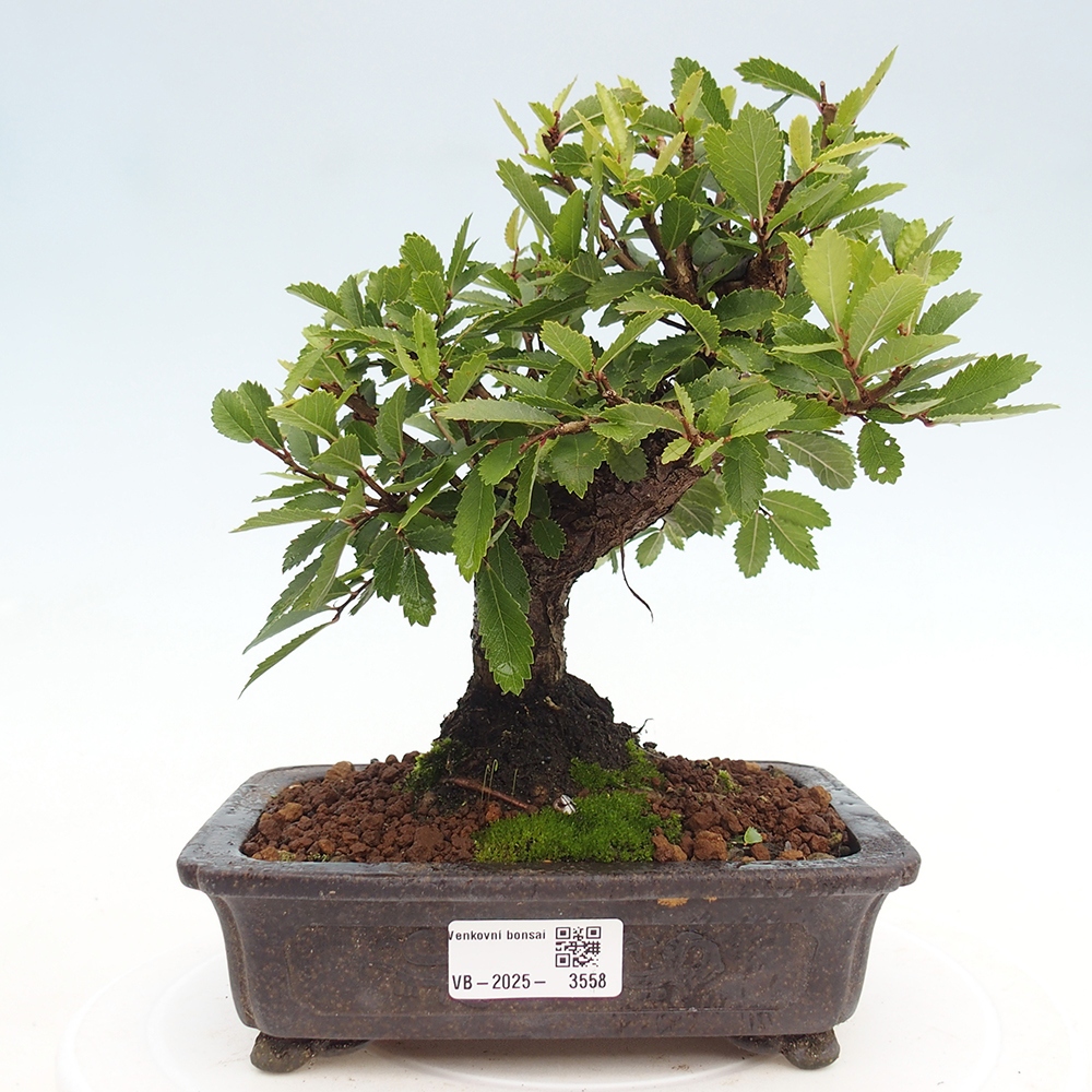 Outdoor bonsai - Zelkova - Zelkova NIRE