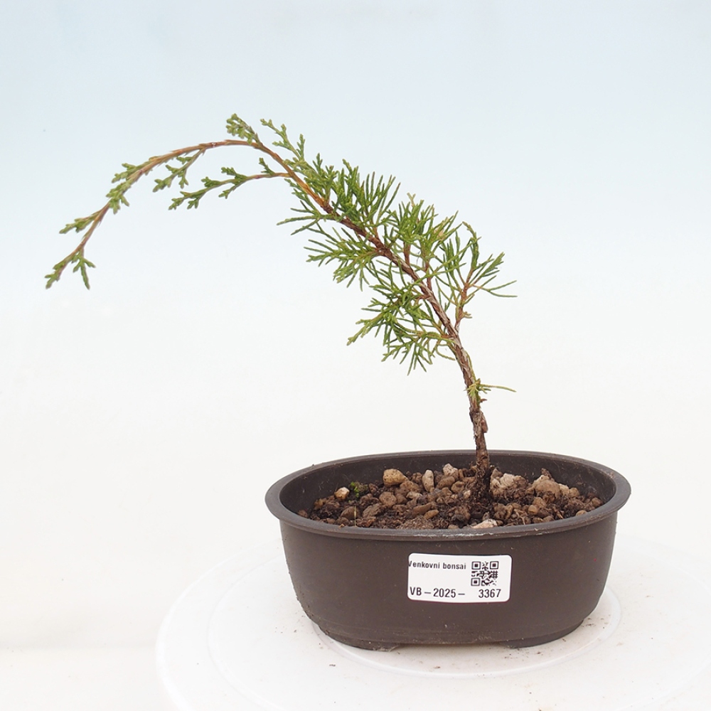 Outdoor bonsai - Juniperus chinensis Itoigawa - Chinese juniper
