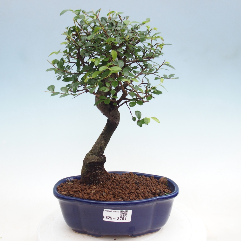 Room bonsai - Ulmus parvifolia - Small-leaved elm