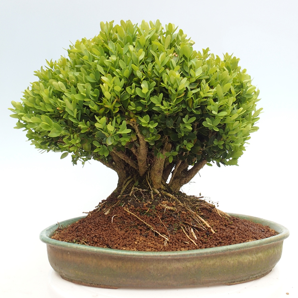 Outdoor bonsai - Buxus sempervirens - boxwood
