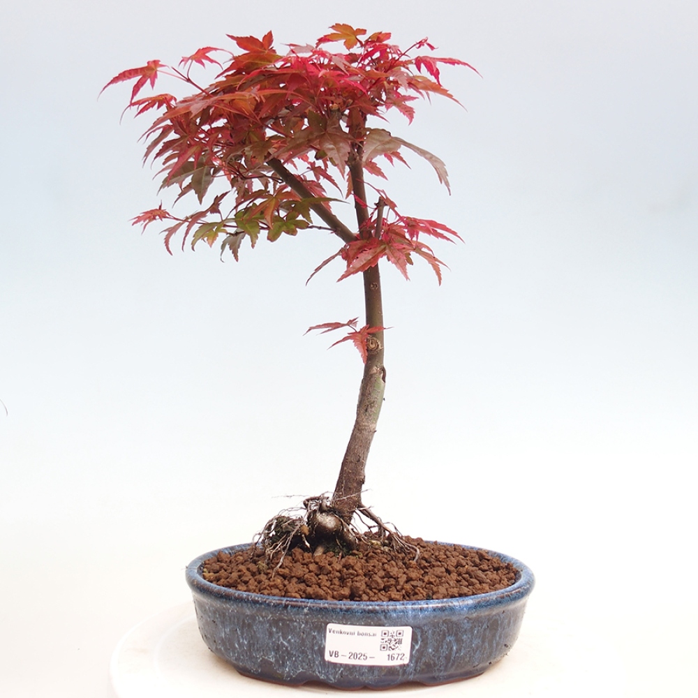 Outdoor bonsai - dlanitolistý Maple - Acer palmatum DESHOJO