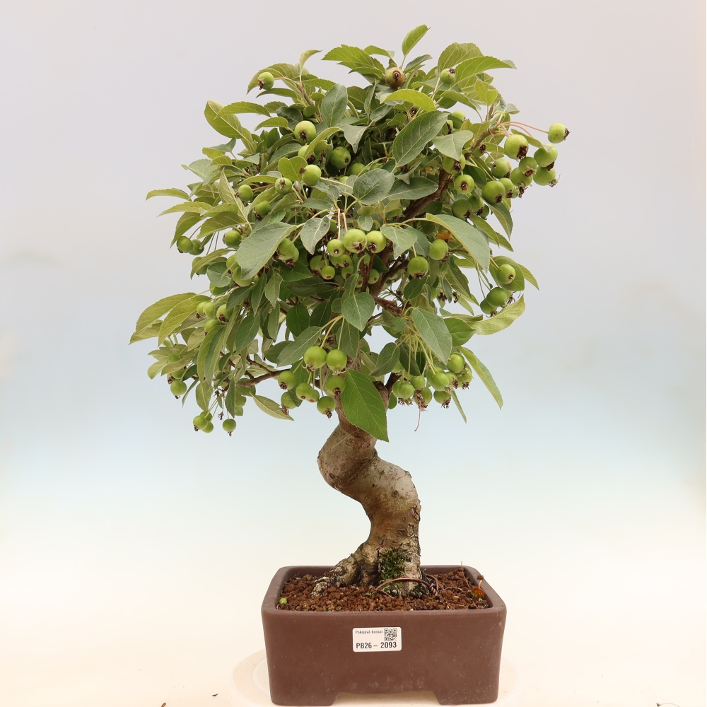 Outdoor bonsai -Malus halliana - Small-fruited apple tree