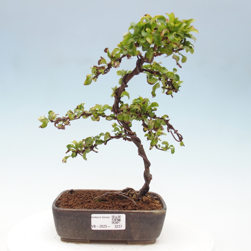Outdoor bonsai - Chaenomeles with. Red Joy - Quince