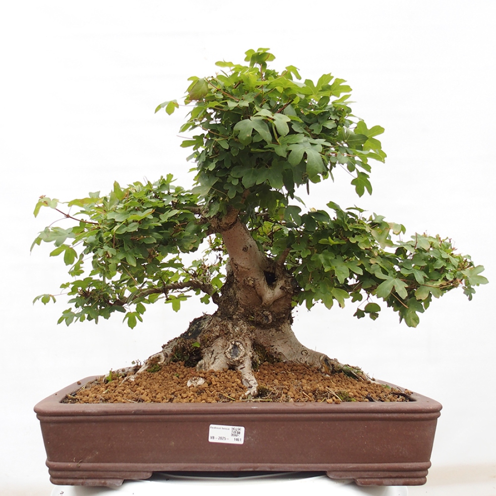 Outdoor bonsai - French Maple - Acer Nonspessulanum