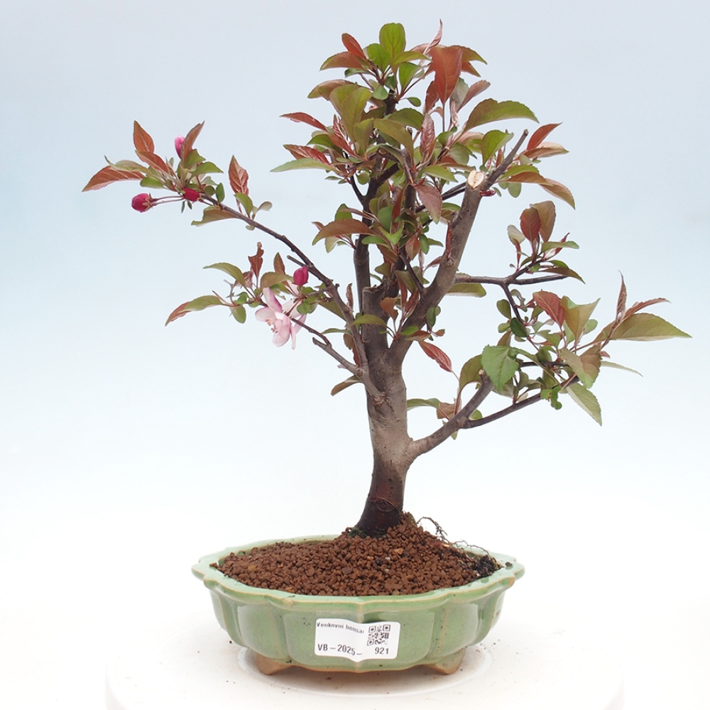 Outdoor bonsai - Malus domestica - Small-fruited red-leaved apple tree
