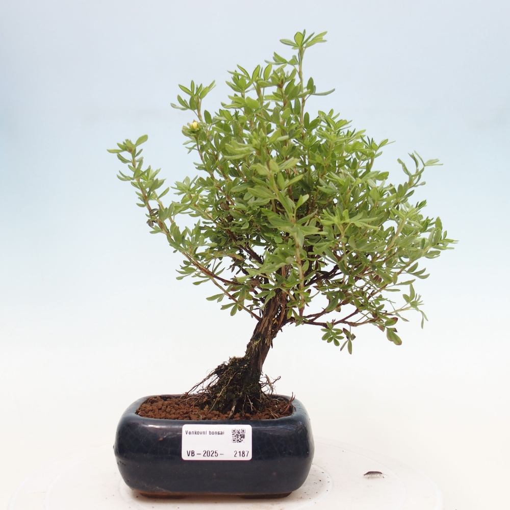 Outdoor bonsai-Cinquefoil - Potentila fruticosa yellow Bird