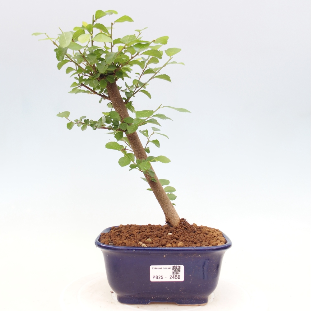 Indoor bonsai - Grewia occidentalis - Lavender star