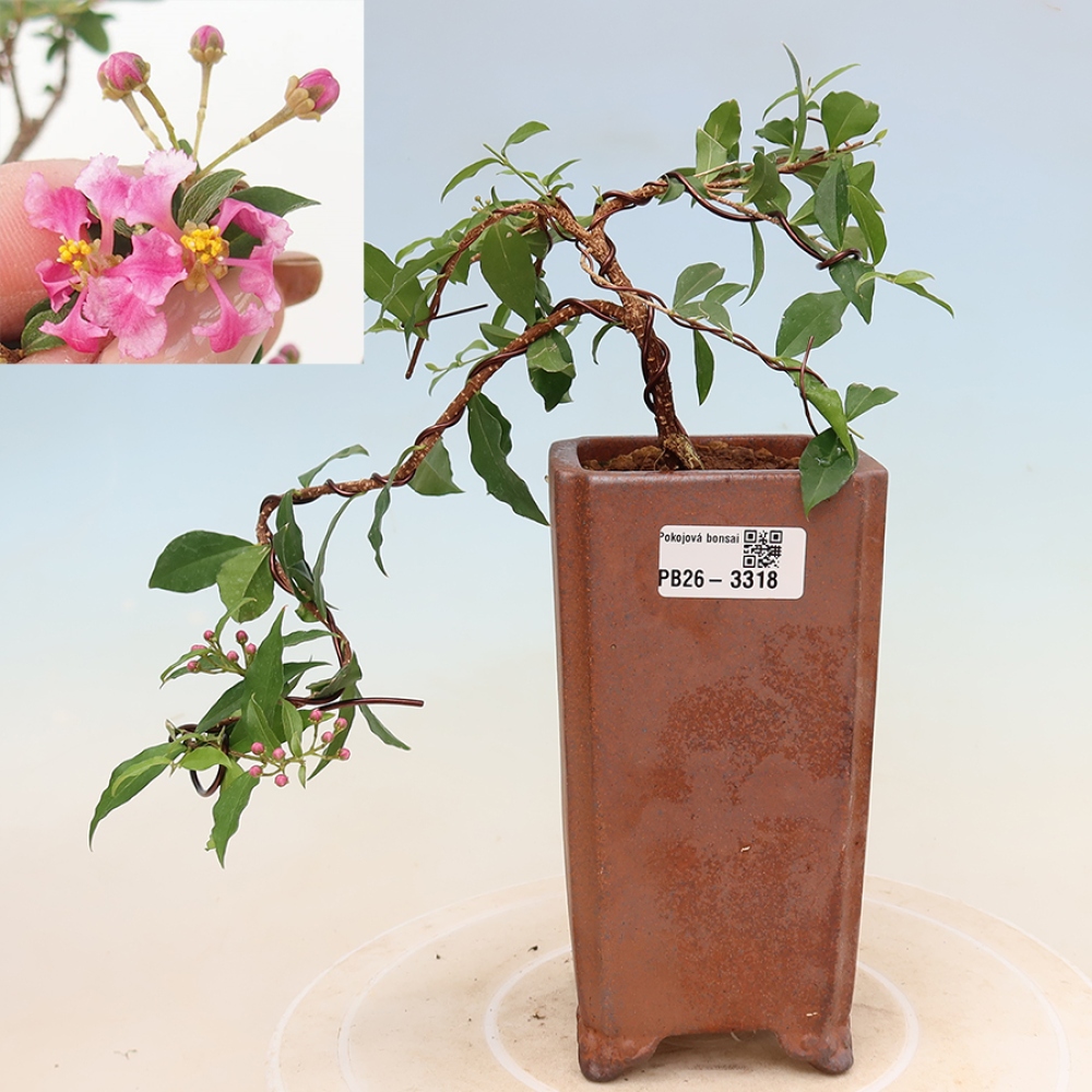 Indoor Bonsai - Barbados Cherry - Malpighia glabra 