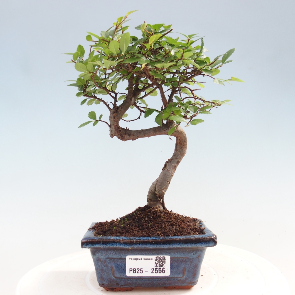 Indoor bonsai - Ulmus parvifolia - Small leaf elm