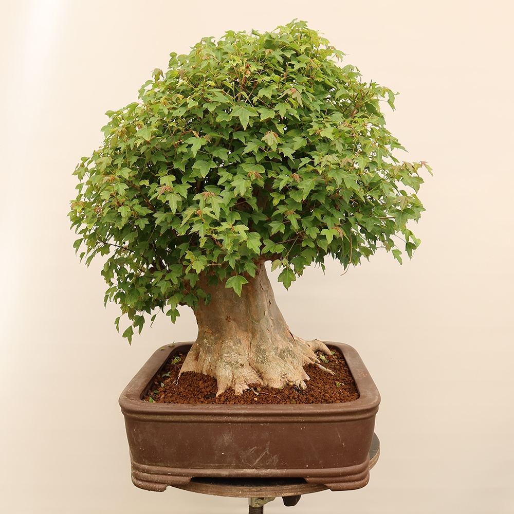 Outdoor bonsai - Maple Burger - Acer Burgerianum