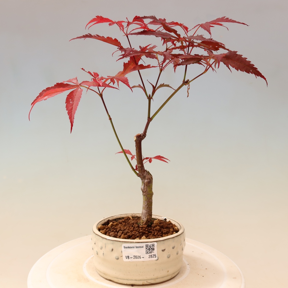 Outdoor bonsai - Acer palm. Atropurpureum-Javor palmate