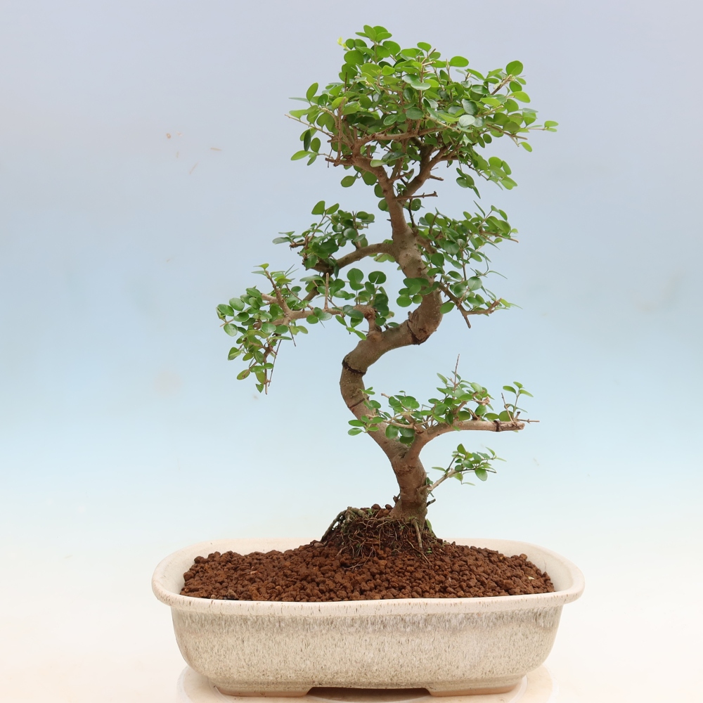 Room bonsai -Ligustrum retusa - small-leaved bird's beak