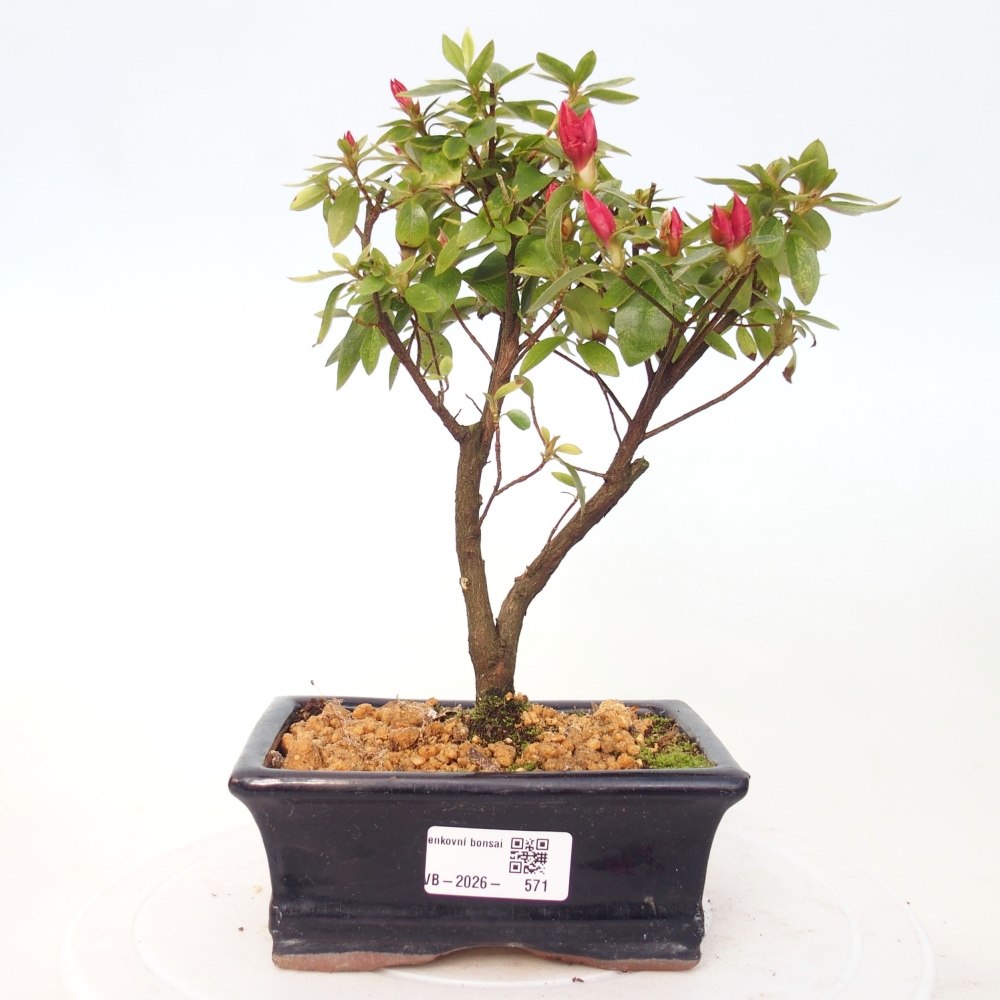 Outdoor bonsai - Japanese azalea - Azalea sp.