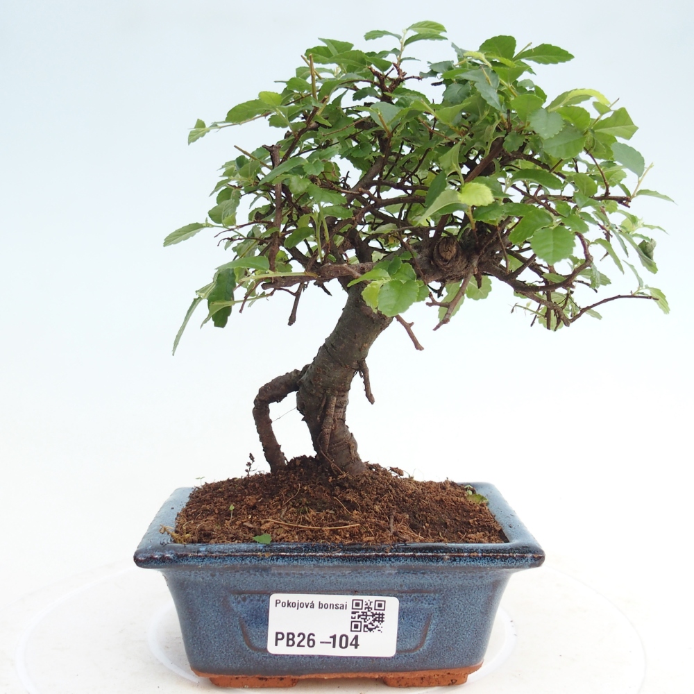 Room bonsai - Ulmus parvifolia - Small-leaved elm