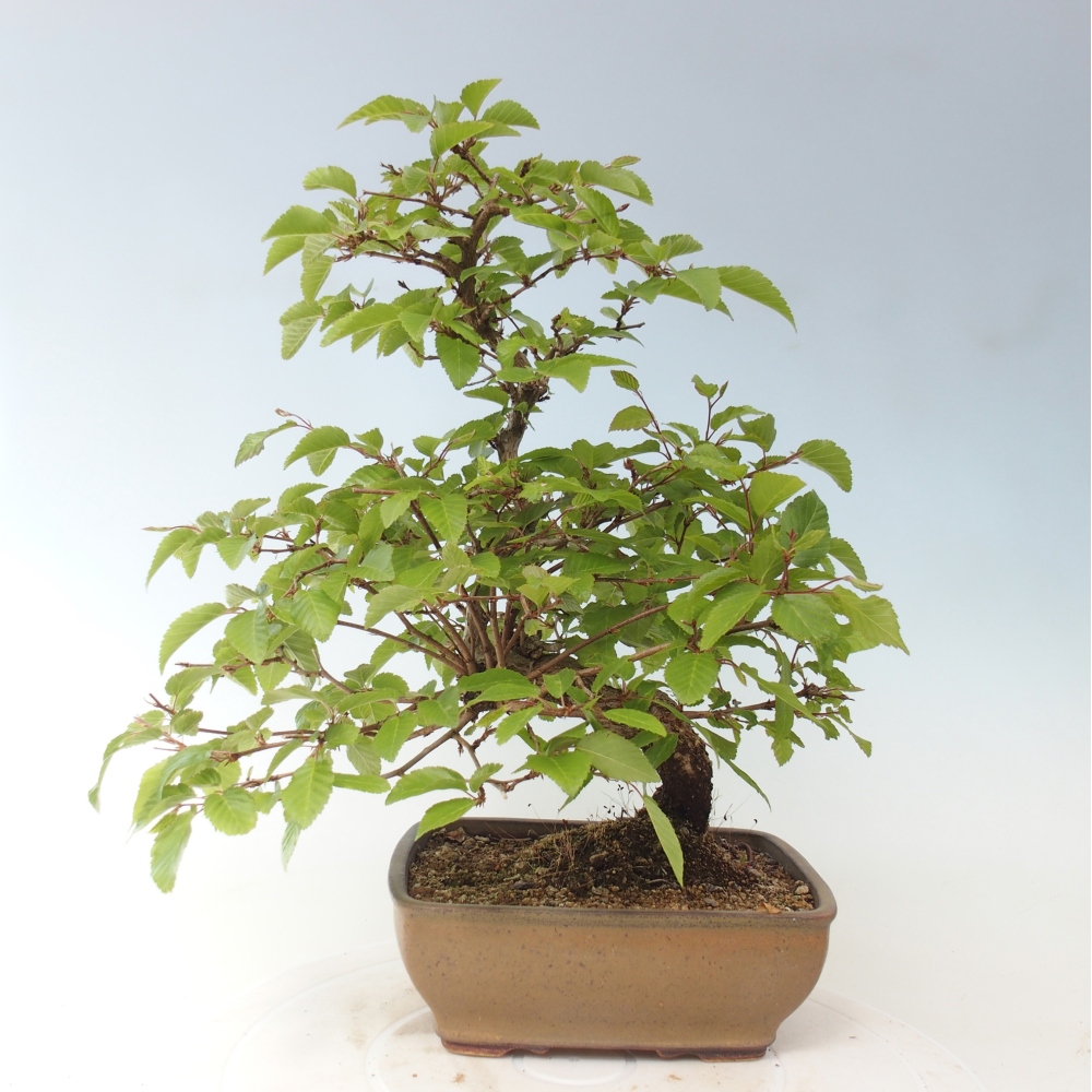 Outdoor bonsai -Carpinus CARPINOIDES - Korean Hornbeam