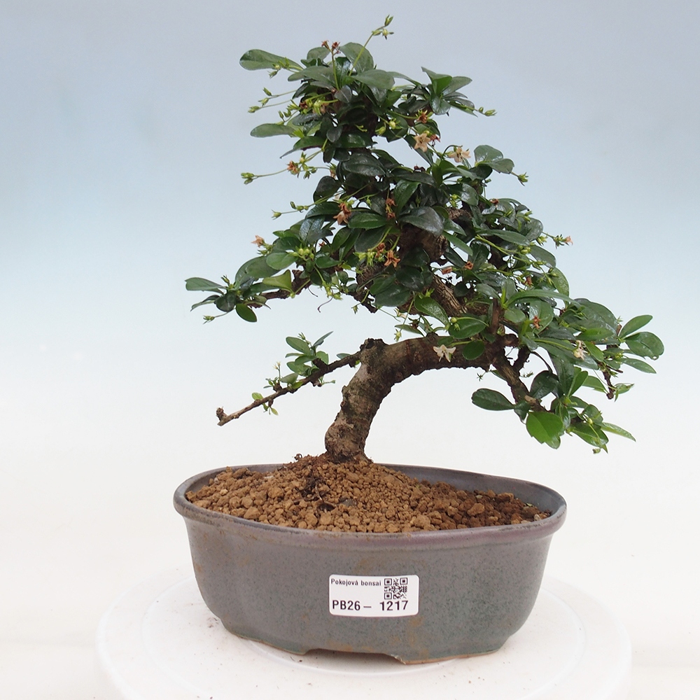 Room bonsai - Carmona macrophylla - Tea fuki
