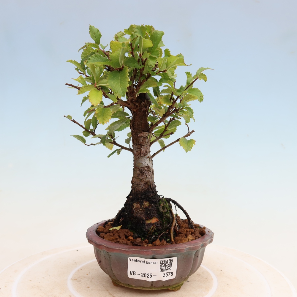 Outdoor bonsai - Zelkova - Zelkova NIRE
