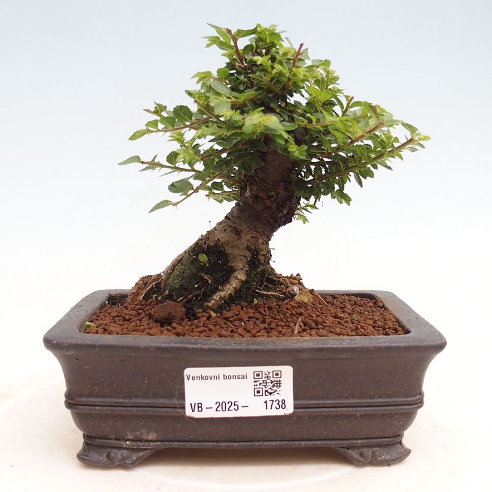 Outdoor bonsai - Ulmus parvifolia Hokkaido - Chinese elm