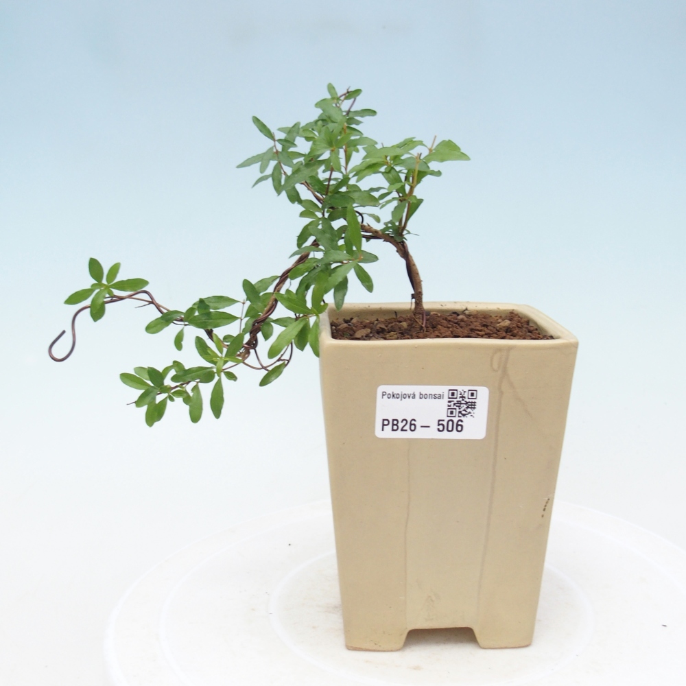 Room bonsai-PUNICA granatum nana-Granate apple
