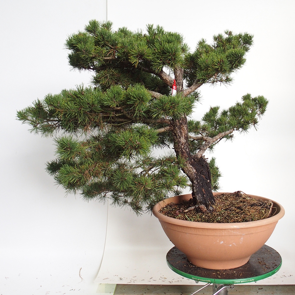 Yamadori - Pinus sylvestris Spain