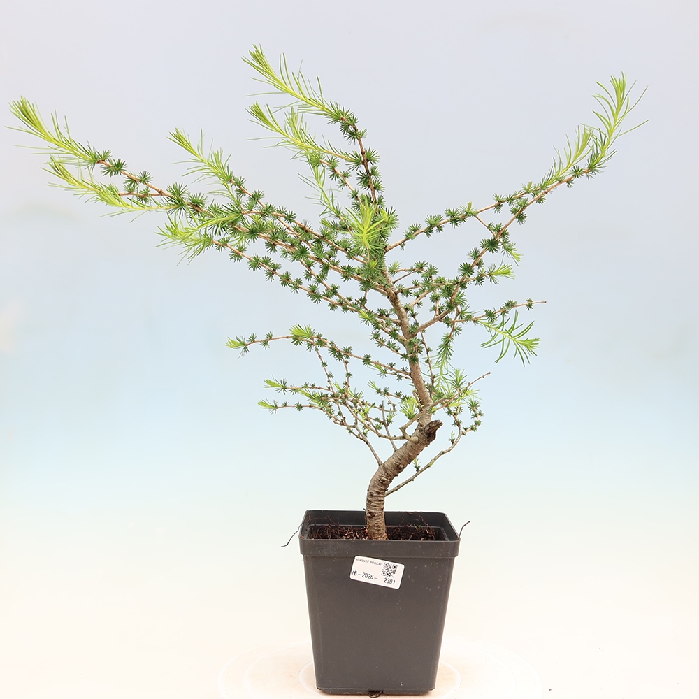 Outdoor bonsai -Larix decidua - Larch