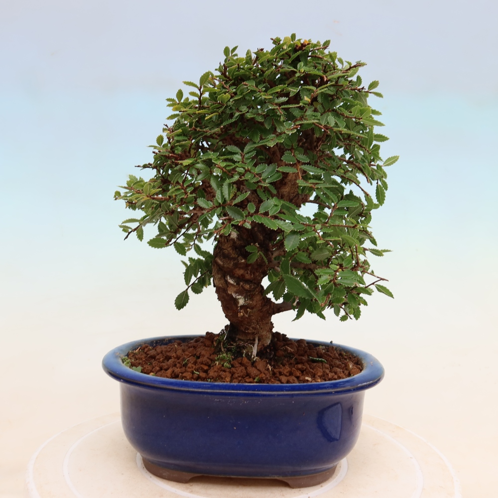 Outdoor bonsai - Zelkova - Zelkova NIRE