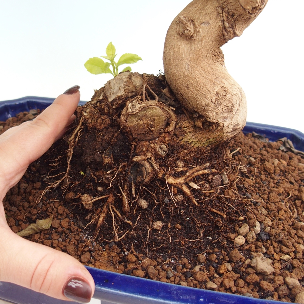 Room bonsai - Duranta erecta Aurea