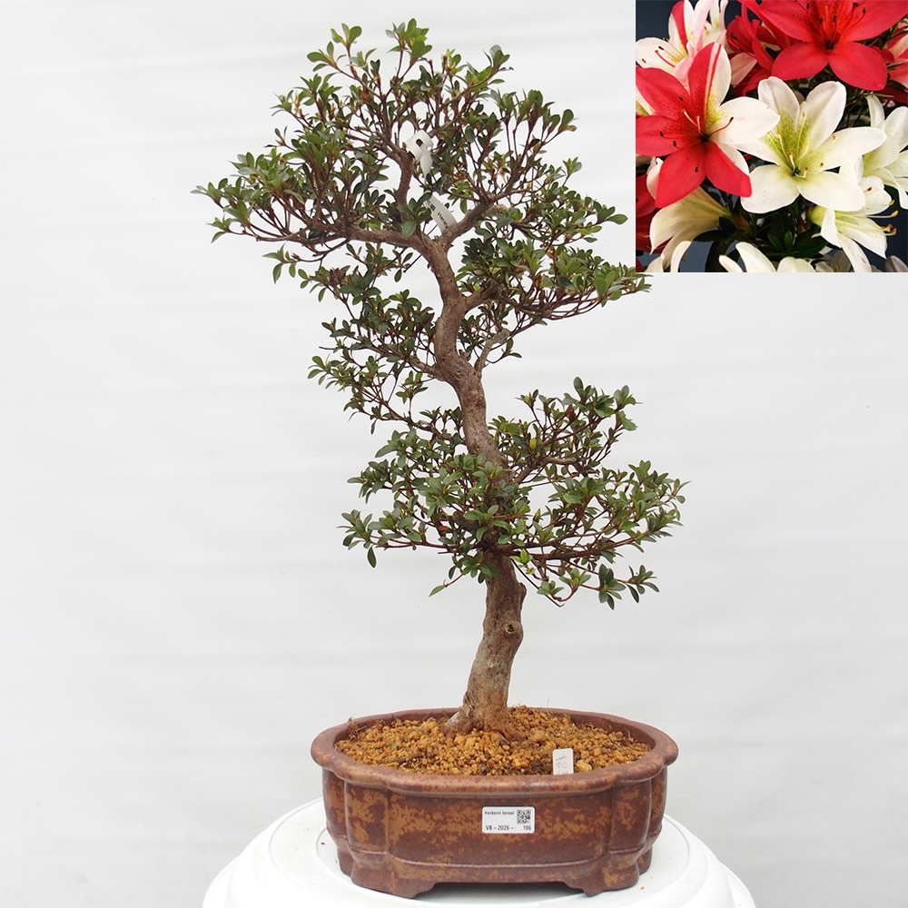 Outdoor bonsai - Japanese Azalea - Azalea Hanatsuzuri