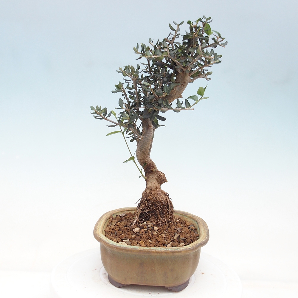 Indoor bonsai - Olea europaea sylvestris