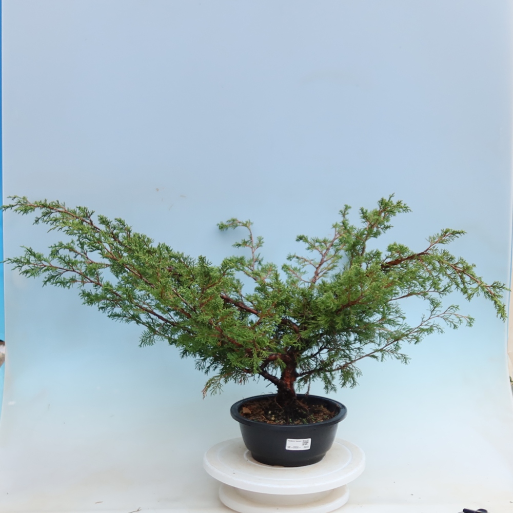 Outdoor Bonsai - Juniperus chinensis Itoigawa - Chinese Juniper