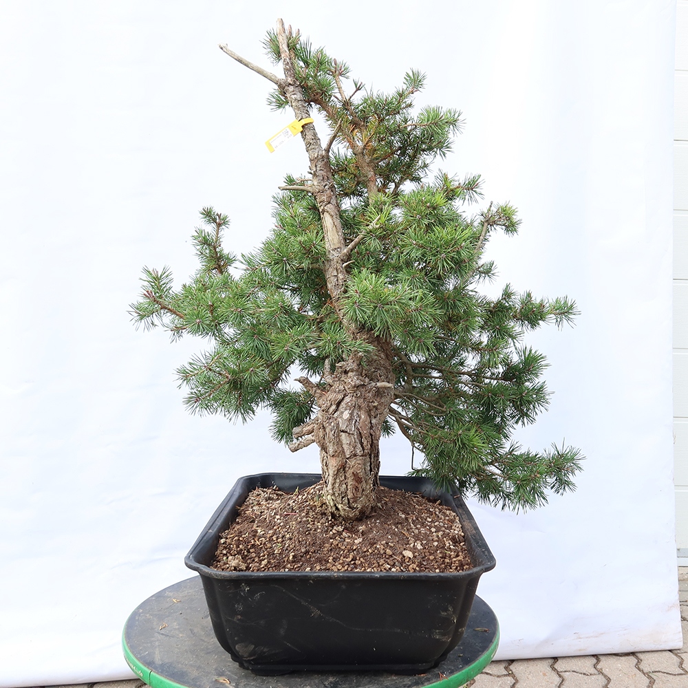 Pinus sylvestris Spain - Scots pine