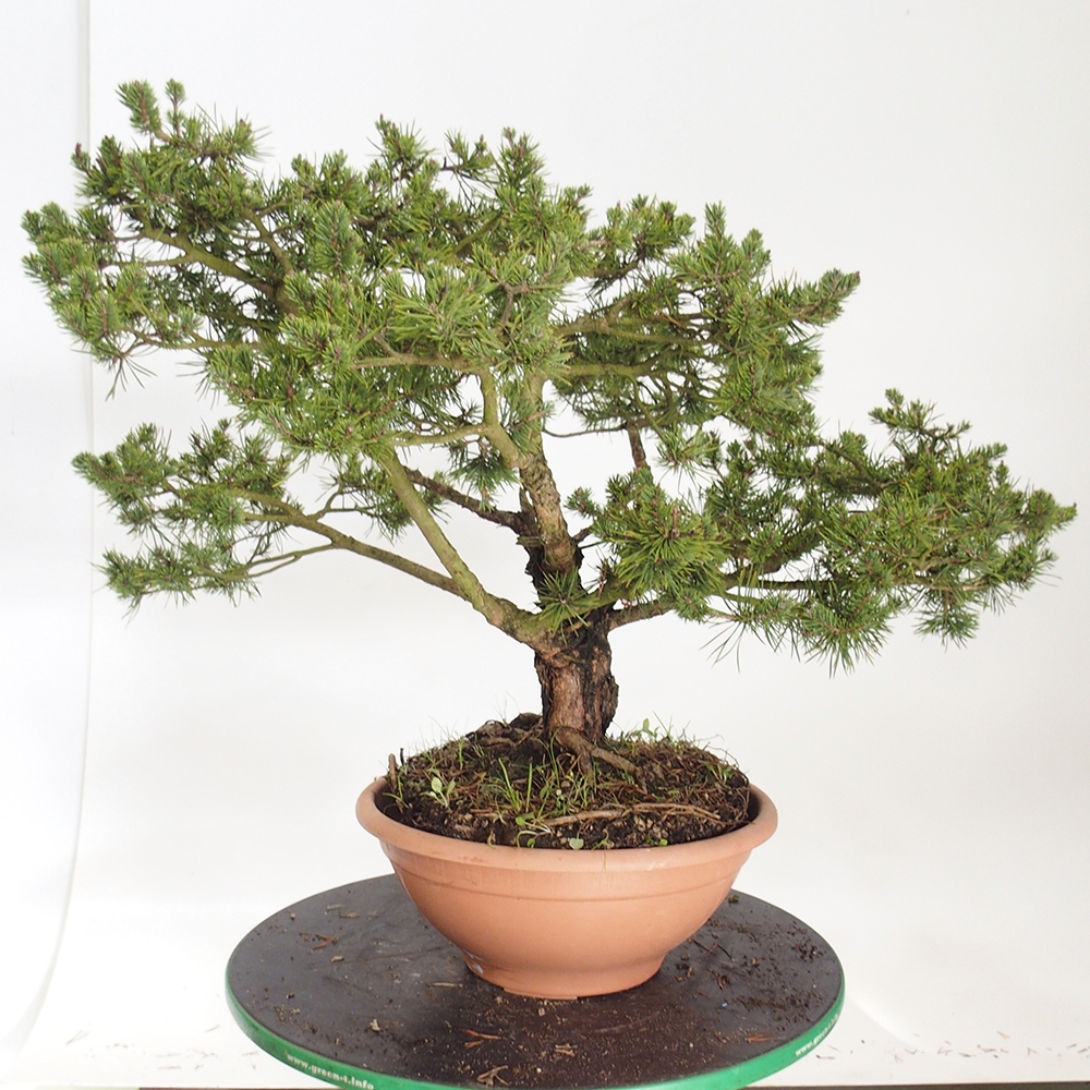 Yamadori - Pinus sylvestris Spain