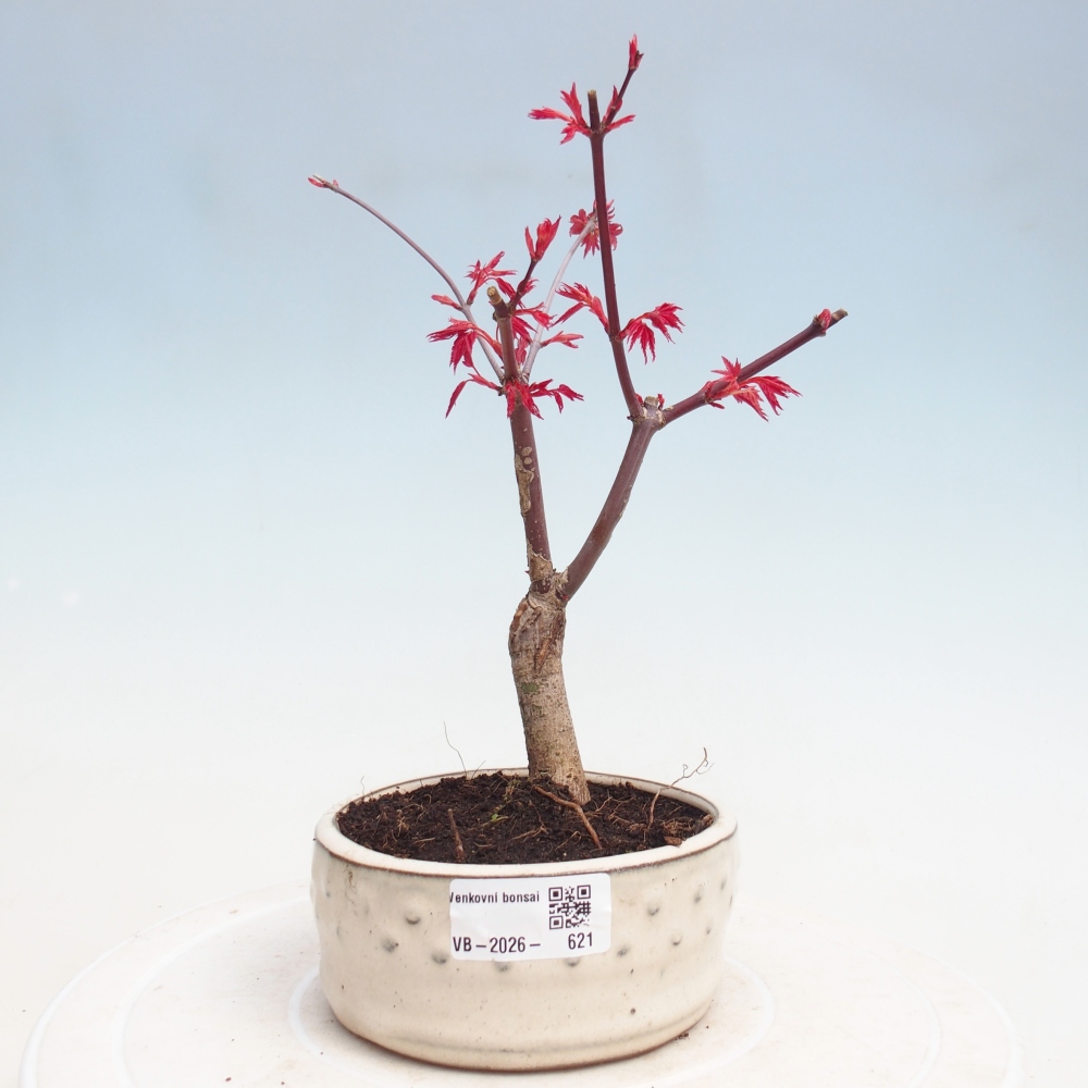 Outdoor bonsai - Acer palmatum DESHOJO