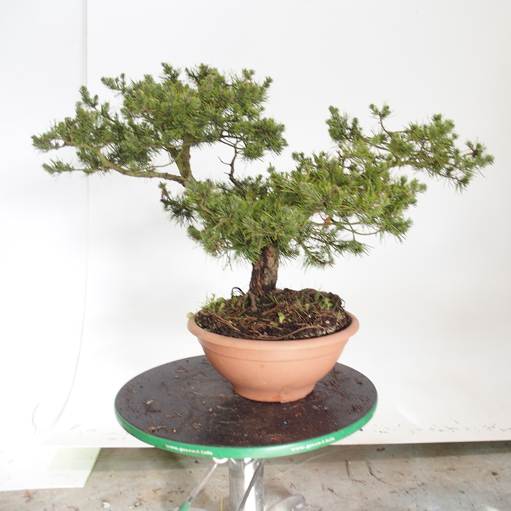 Yamadori - Pinus sylvestris Spain