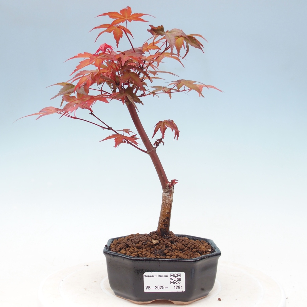 Outdoor bonsai - dlanitolistý Maple - Acer palmatum DESHOJO
