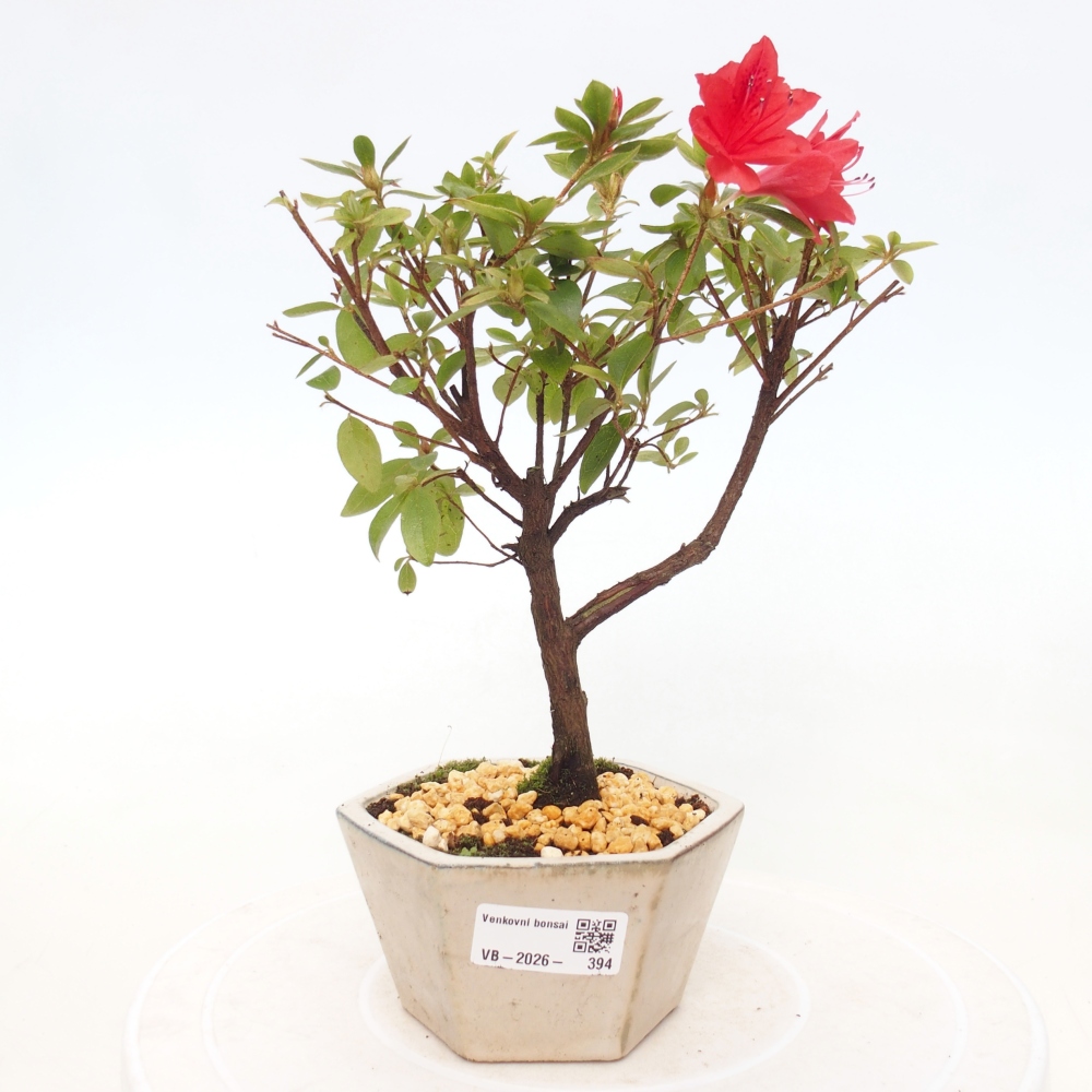 Outdoor bonsai - Japanese azalea - Azalea sp.