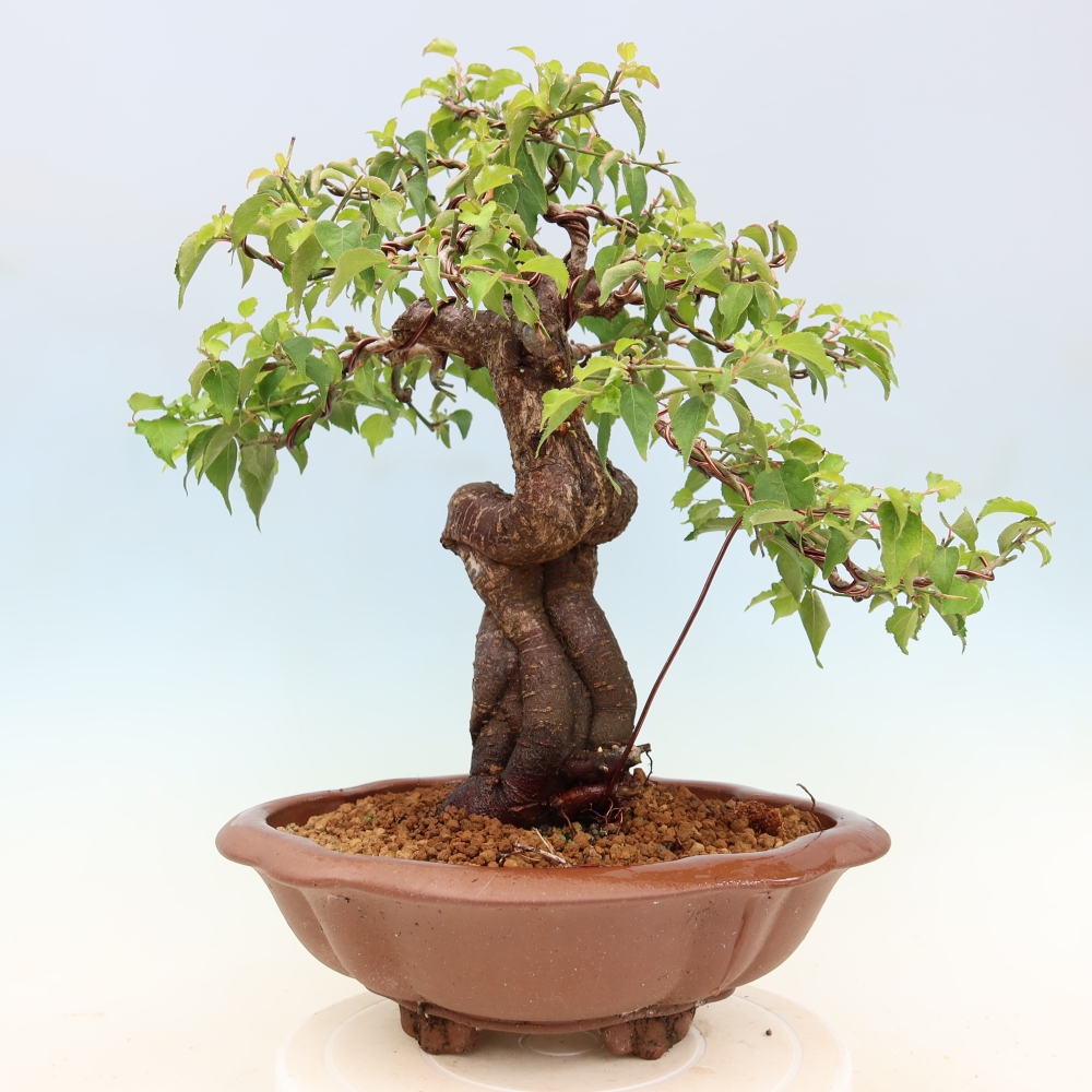 Outdoor Bonsai - Japanese Apricot - Prunus Mume