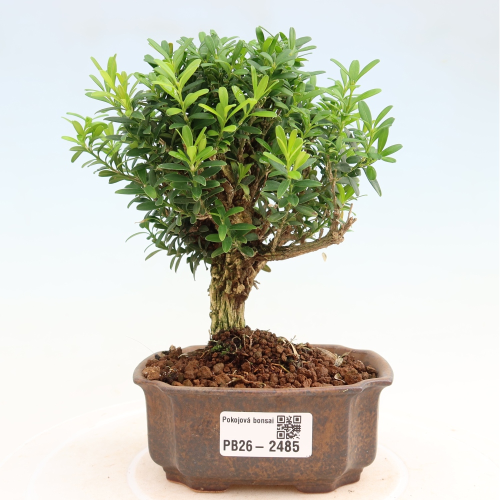 Room bonsai - Buxus harlandii - cork buxus