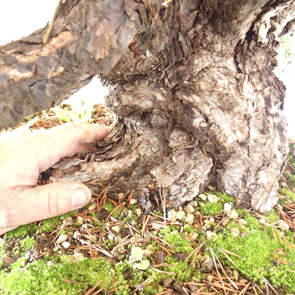 Yamadori - Pinus sylvestris Spain