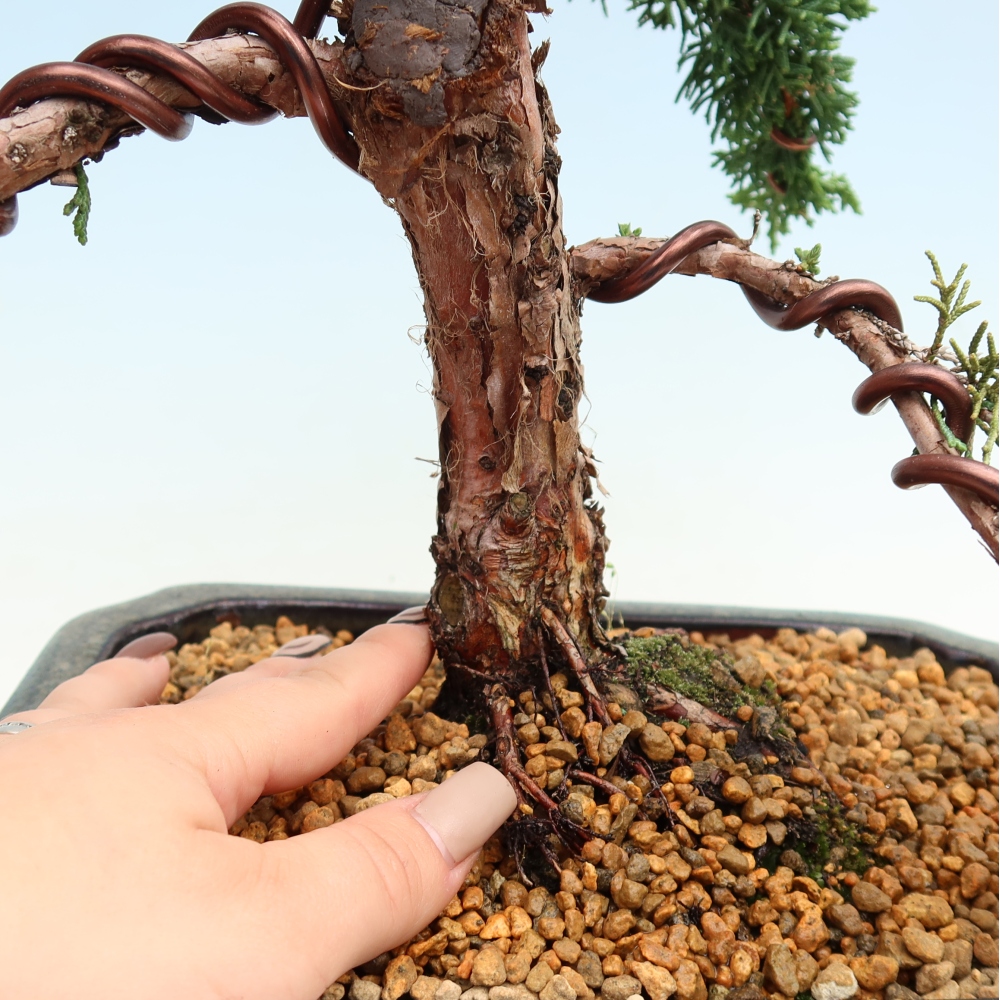 Outdoor bonsai - Juniperus chinensis Kishu