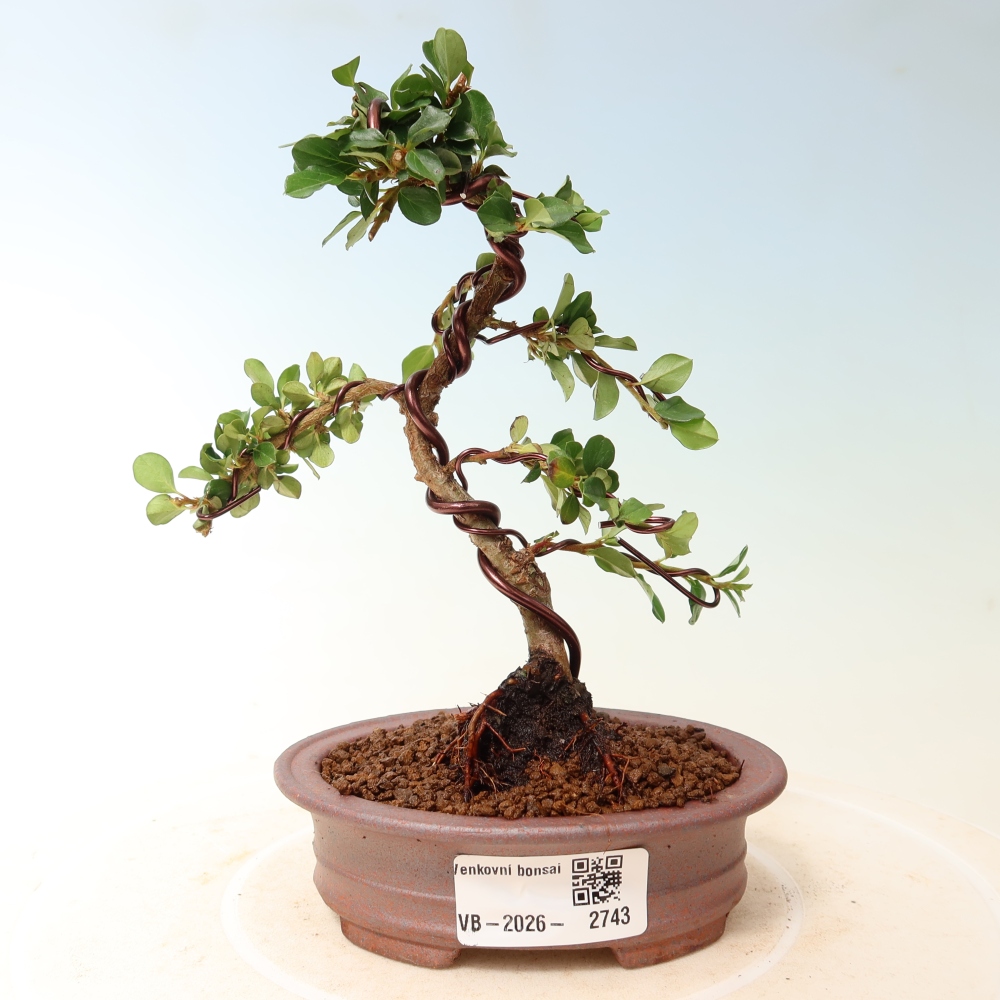 Outdoor bonsai - Cotoneaster horizontalis - Rocky Mountain