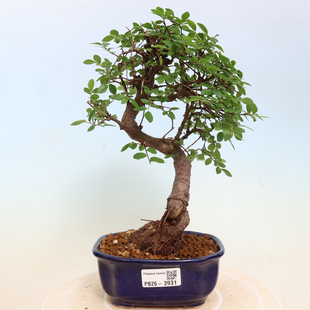 Room bonsai - Ulmus parvifolia - Small-leaved elm