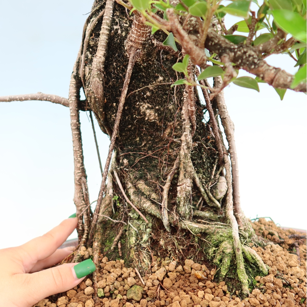 Room bonsai - Ficus kimmen - small-leaved ficus