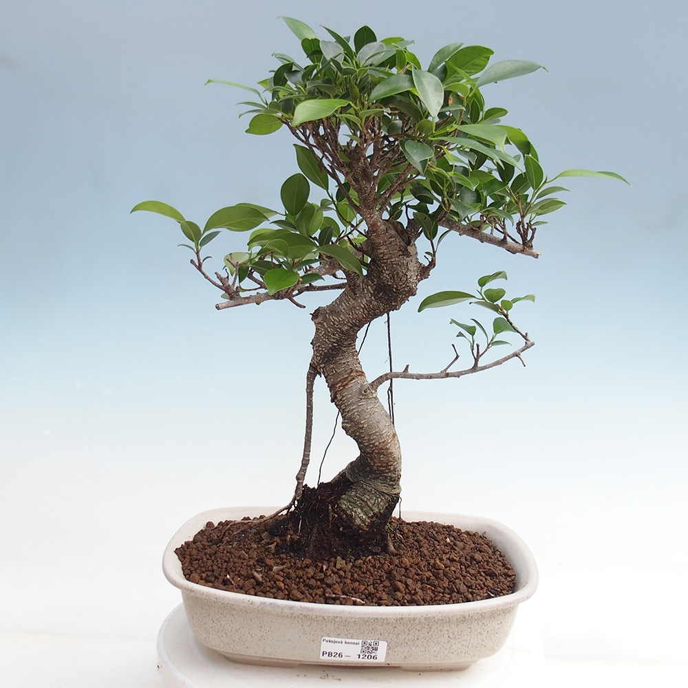 Room bonsai - Ficus kimmen - small-leaved ficus