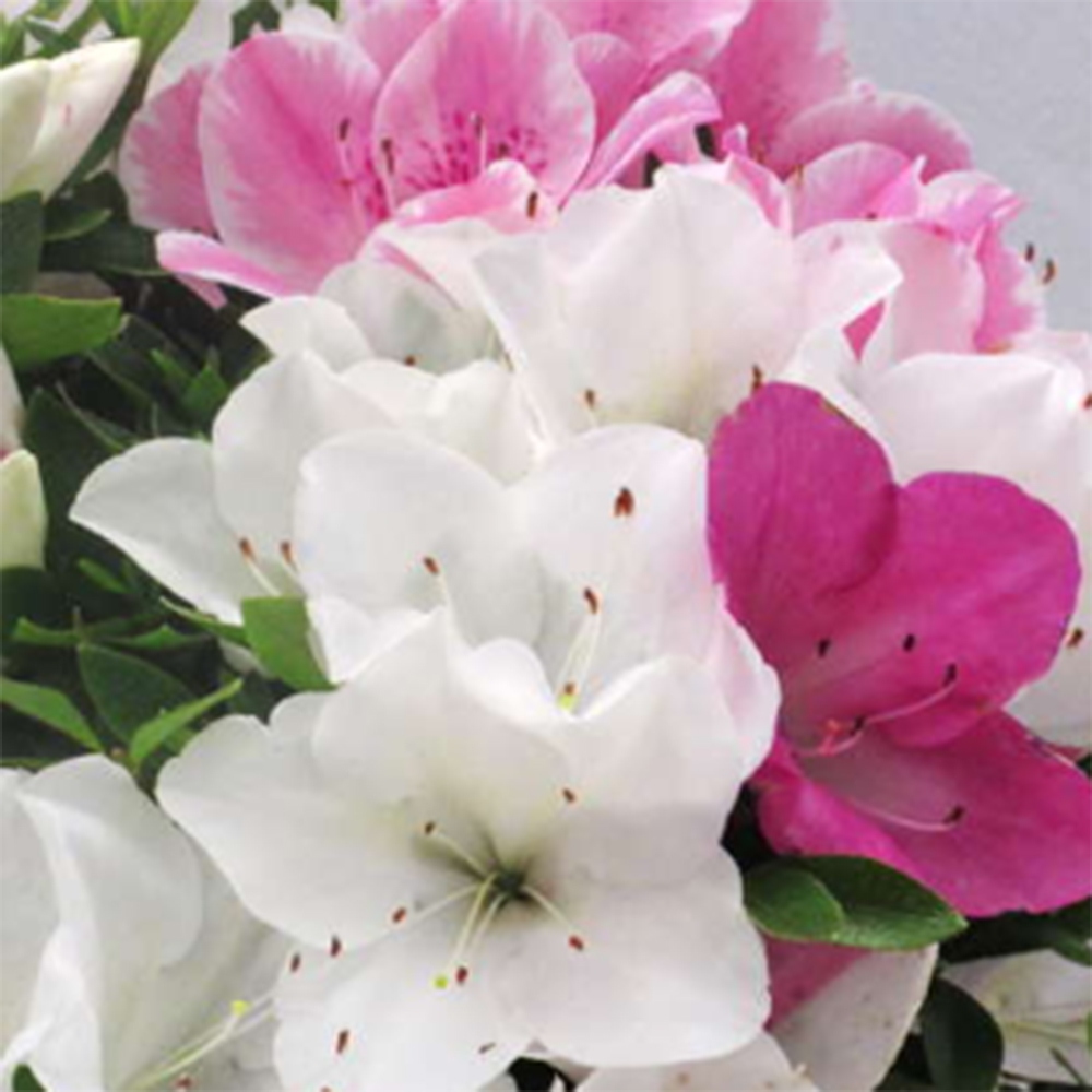 Outdoor bonsai - Japanese Azalea - Azalea Ai-no-Tsuki