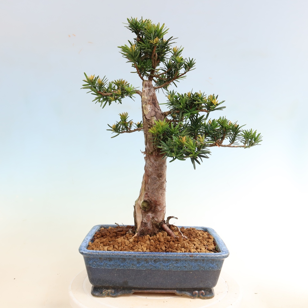 Outdoor Bonsai - Taxus cuspidata  - Japanese Yew