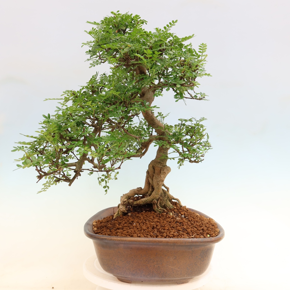 Room bonsai - Zantoxylum piperitum - pepper tree