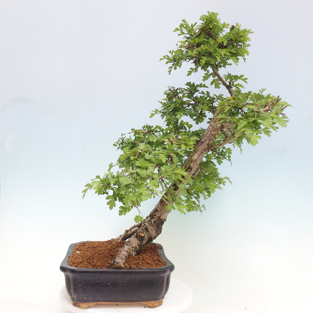 Outdoor bonsai - Hawthorn - Crataegus monogyna